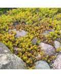 Sedum Angelina 